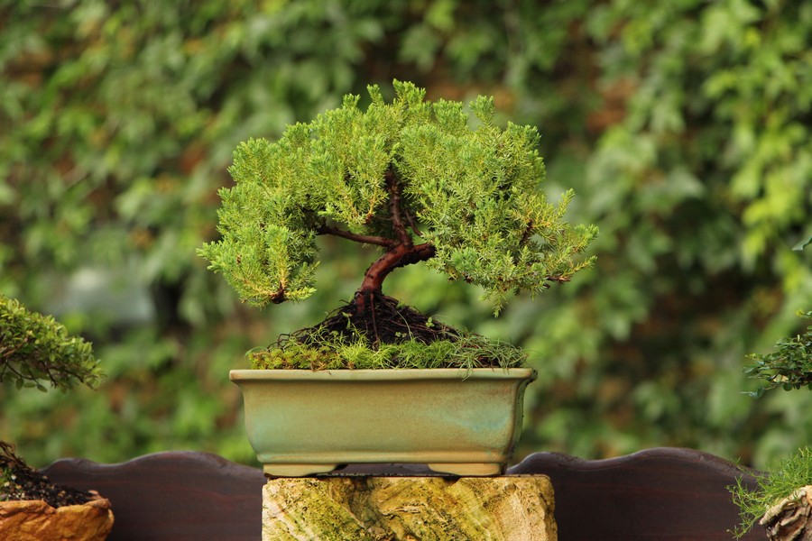 The Art and Science of Bonsai: Cultivating Miniature Masterpieces