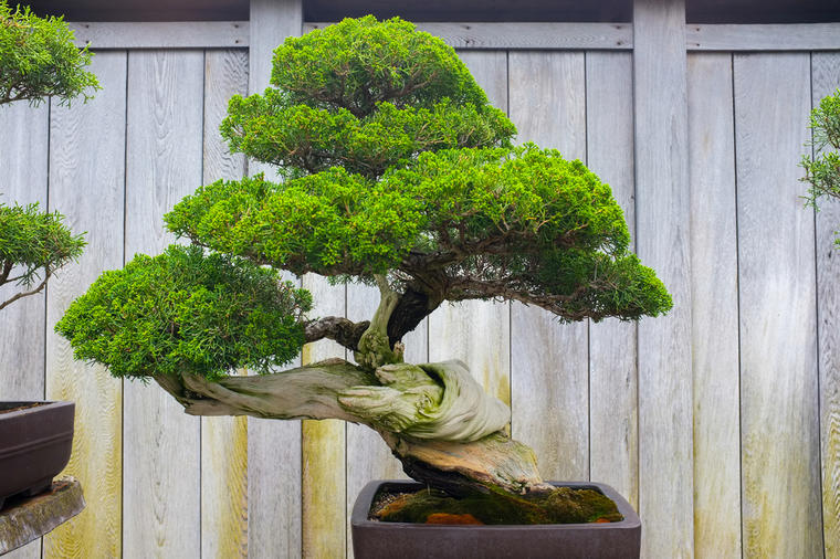 Bonsai Beyond Borders: Exploring Global Perspectives on Miniature Tree Mastery