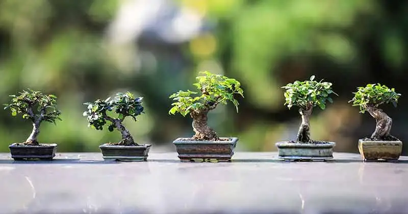 The Tranquil Bonsai: A Feng Shui Journey into Stress Relief and Well-being