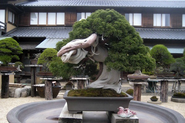 The Ancient Roots of Bonsai: Tracing the Art of Miniature Trees through History