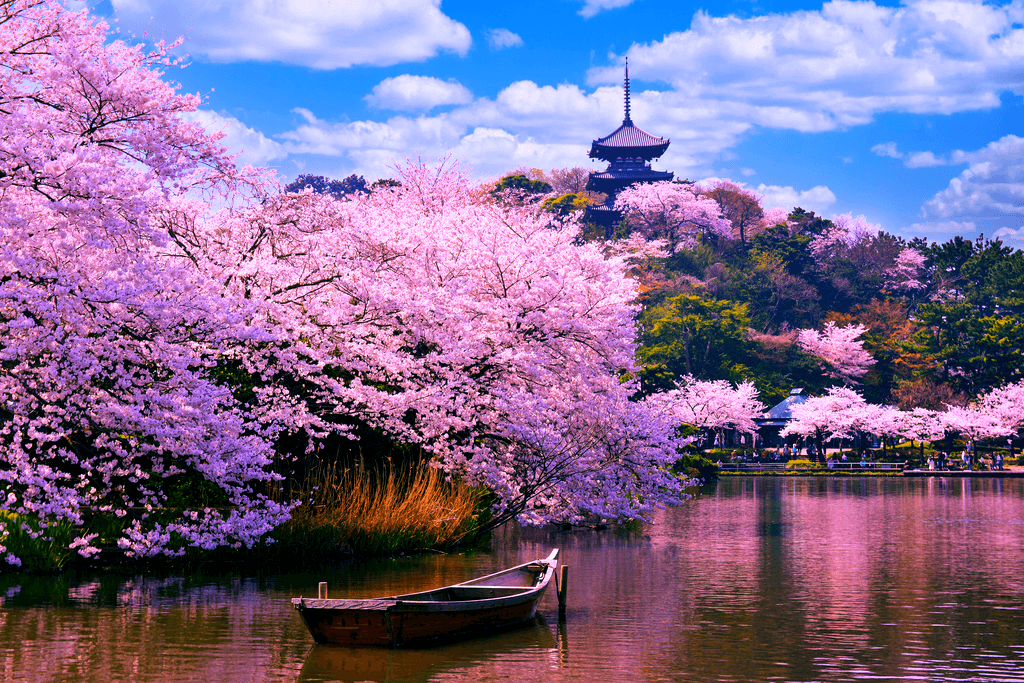Sakura Splendor: The Symbolism and Seasonal Beauty of Cherry Blossoms in Japanese Gardens