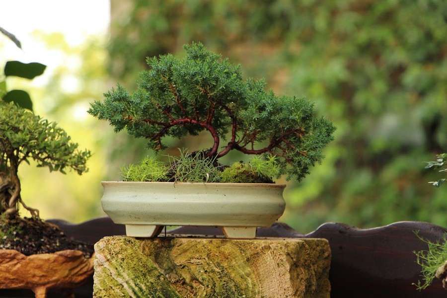 Choosing the Right Bonsai Tree: A Beginner’s Guide to Species Selection and Care