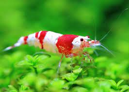 Creating the Perfect Harmony in Your Aquarium with Shrimps