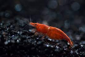 Creating Harmony: Understanding the Compatibility of Shrimp with Aquarium Inhabitants