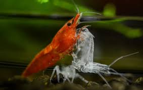 Symphonic Aquatic Ensembles: Orchestrating Diversity in Your Aquarium