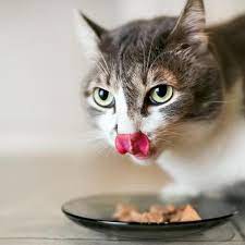 Guide to Maintaining Health and Nutrition in Cats: A Comprehensive Approach