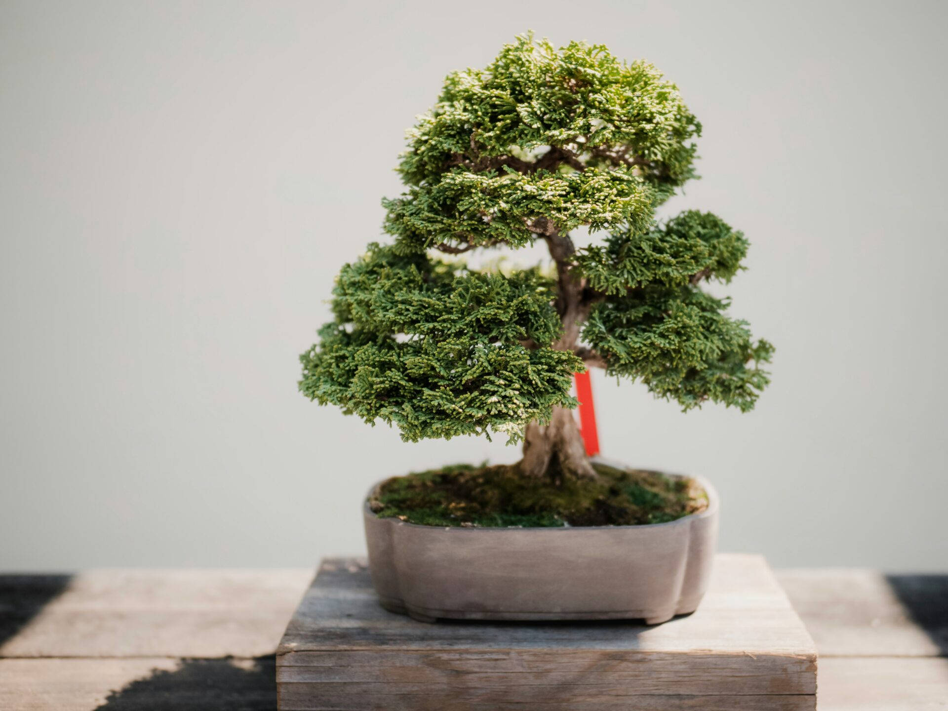 Innovative Bonsai: Exploring Unconventional Styles and Designs