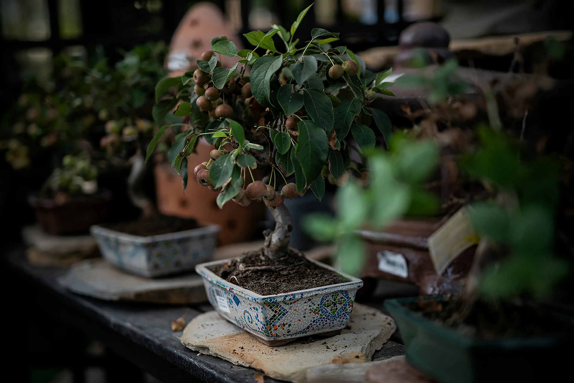 Bonsai Competitions: Showcasing the Best in the Bonsai Community