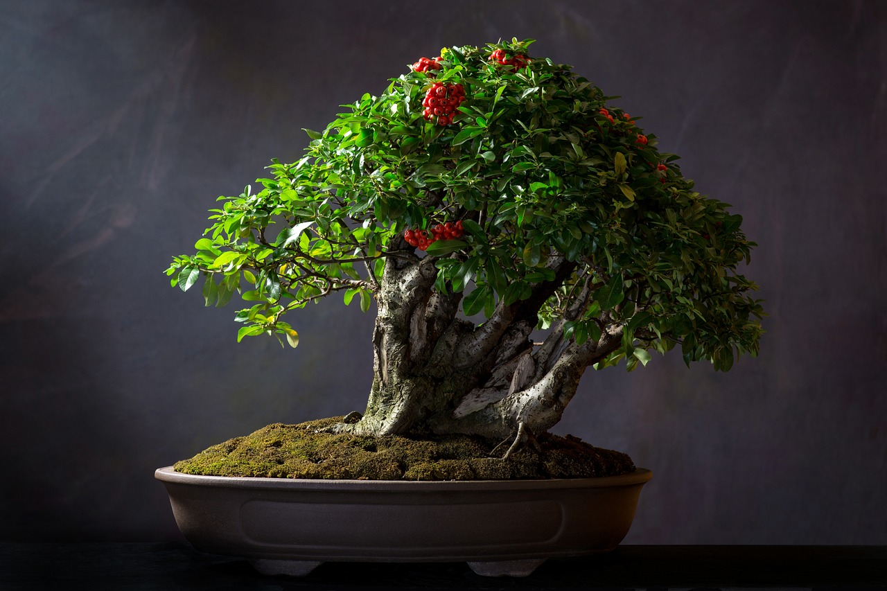 Nurturing Nature: A Comprehensive Guide to Bonsai Maintenance and Its Therapeutic Benefits