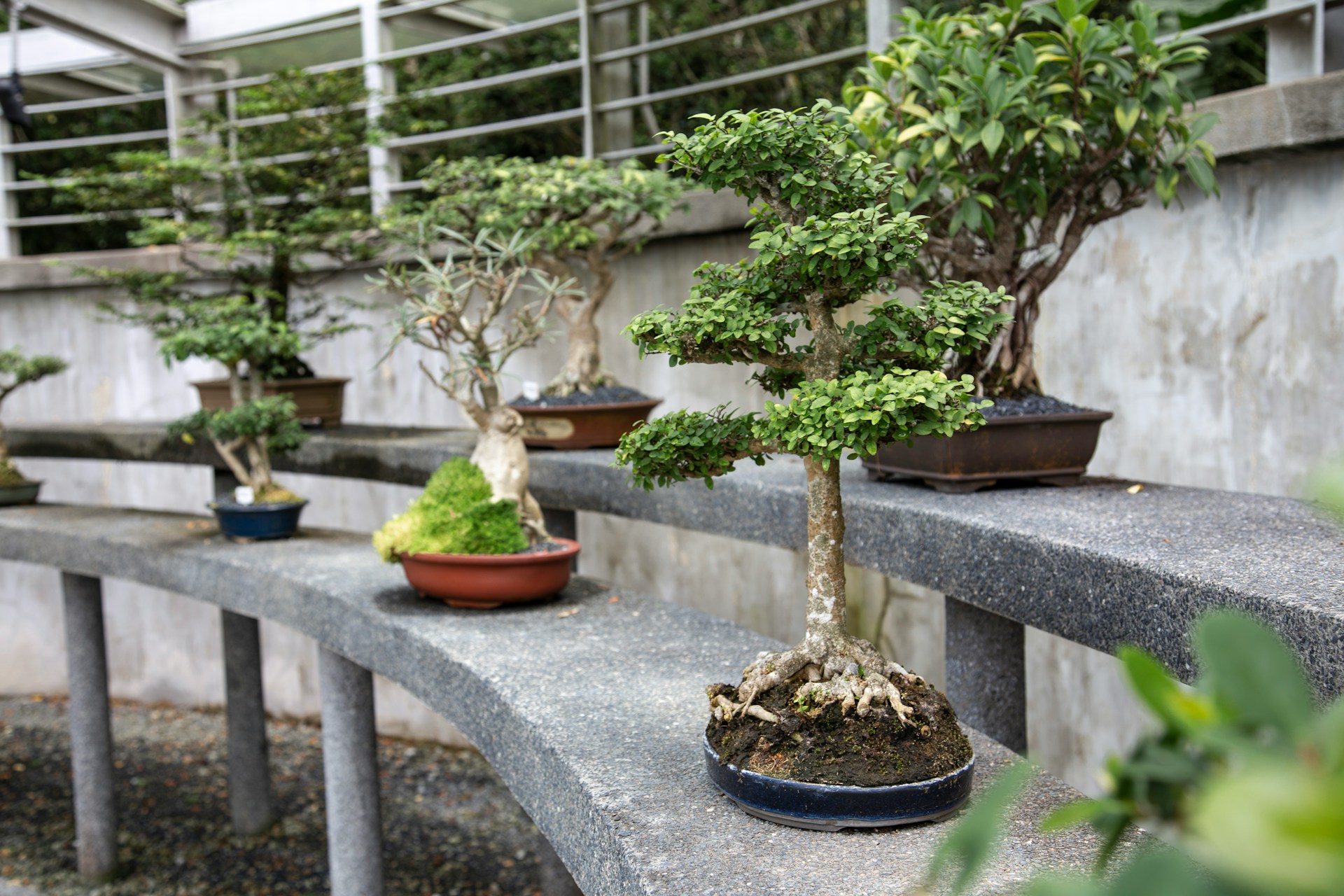 Bonsai and Biophilic Design: Integrating Nature into Modern Architecture