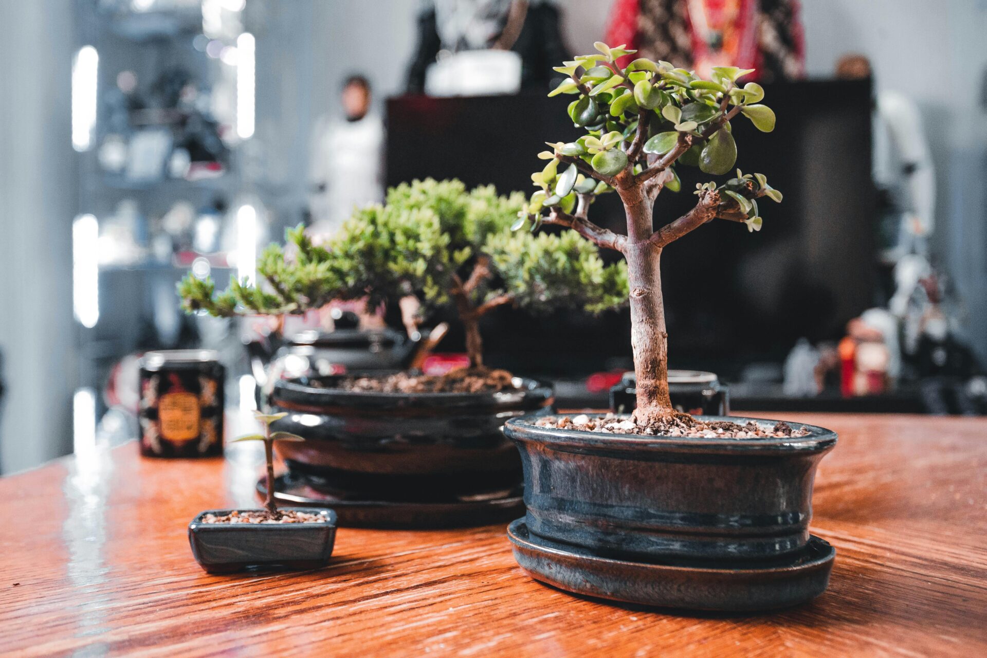 Bonsai Displays as Art Installations: Bridging Nature and Creativity