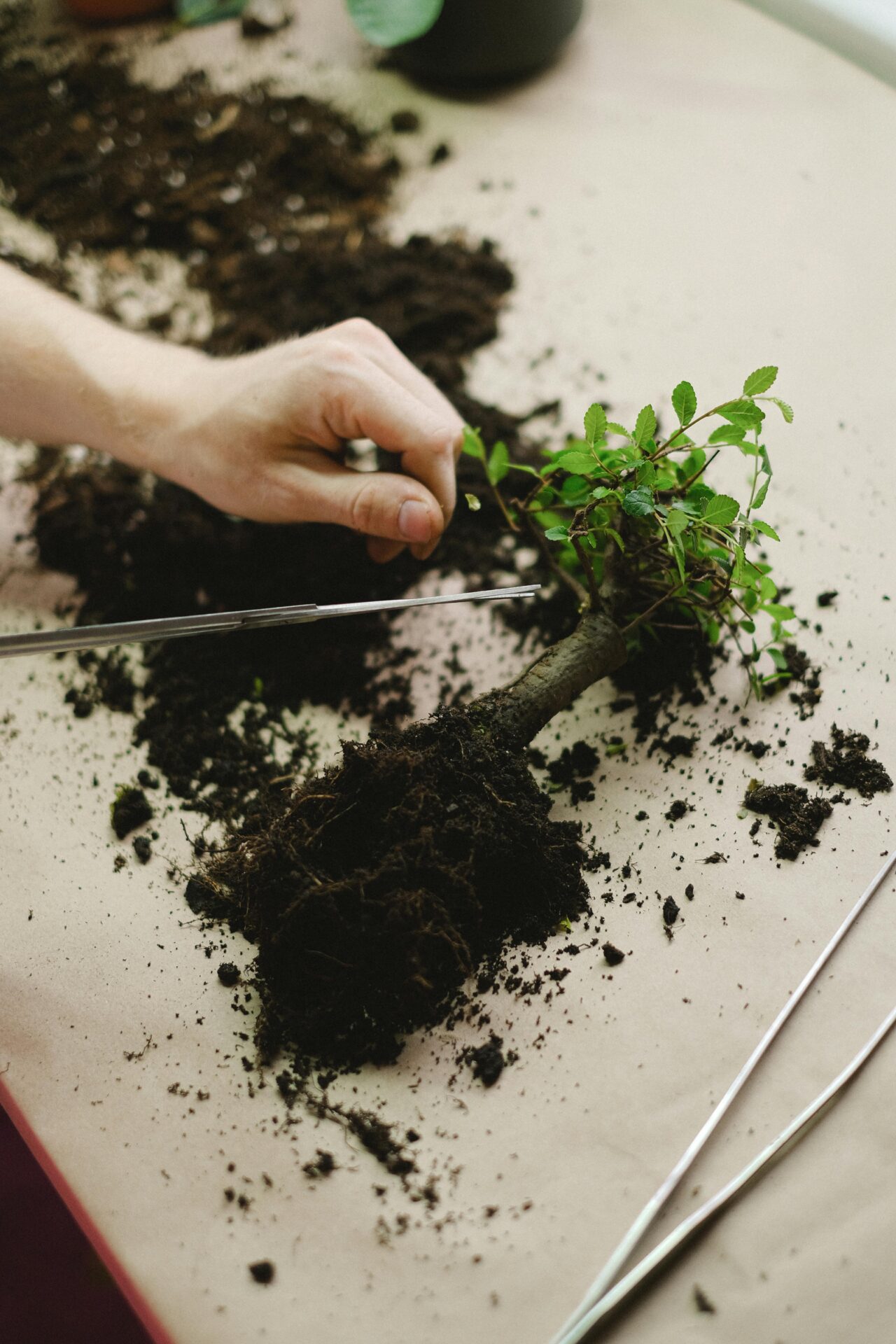 “The Most Popular Bonsai Tree Species Grown in Europe”