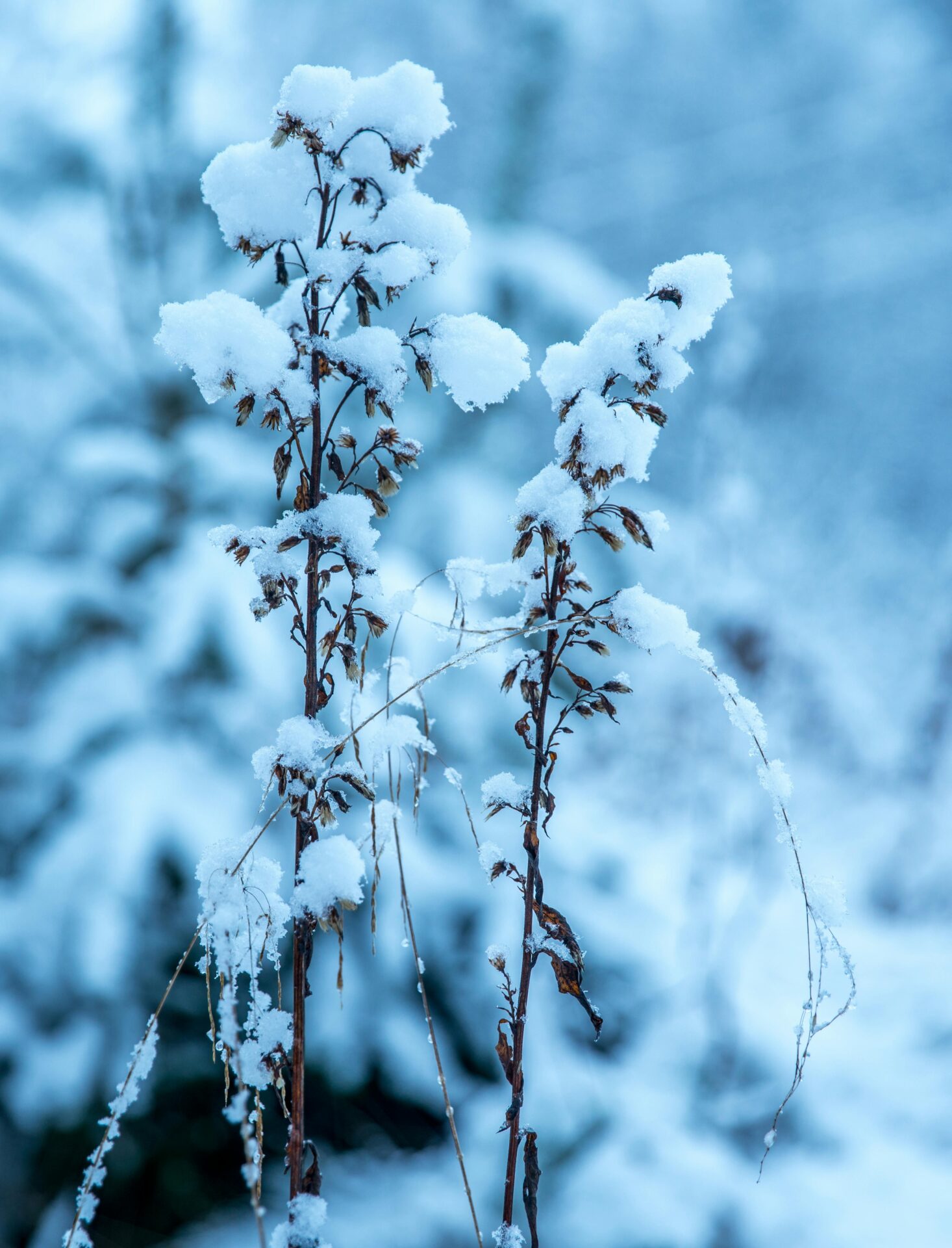 How to Avoid Mold and Fungal Issues on Bonsai in Winter