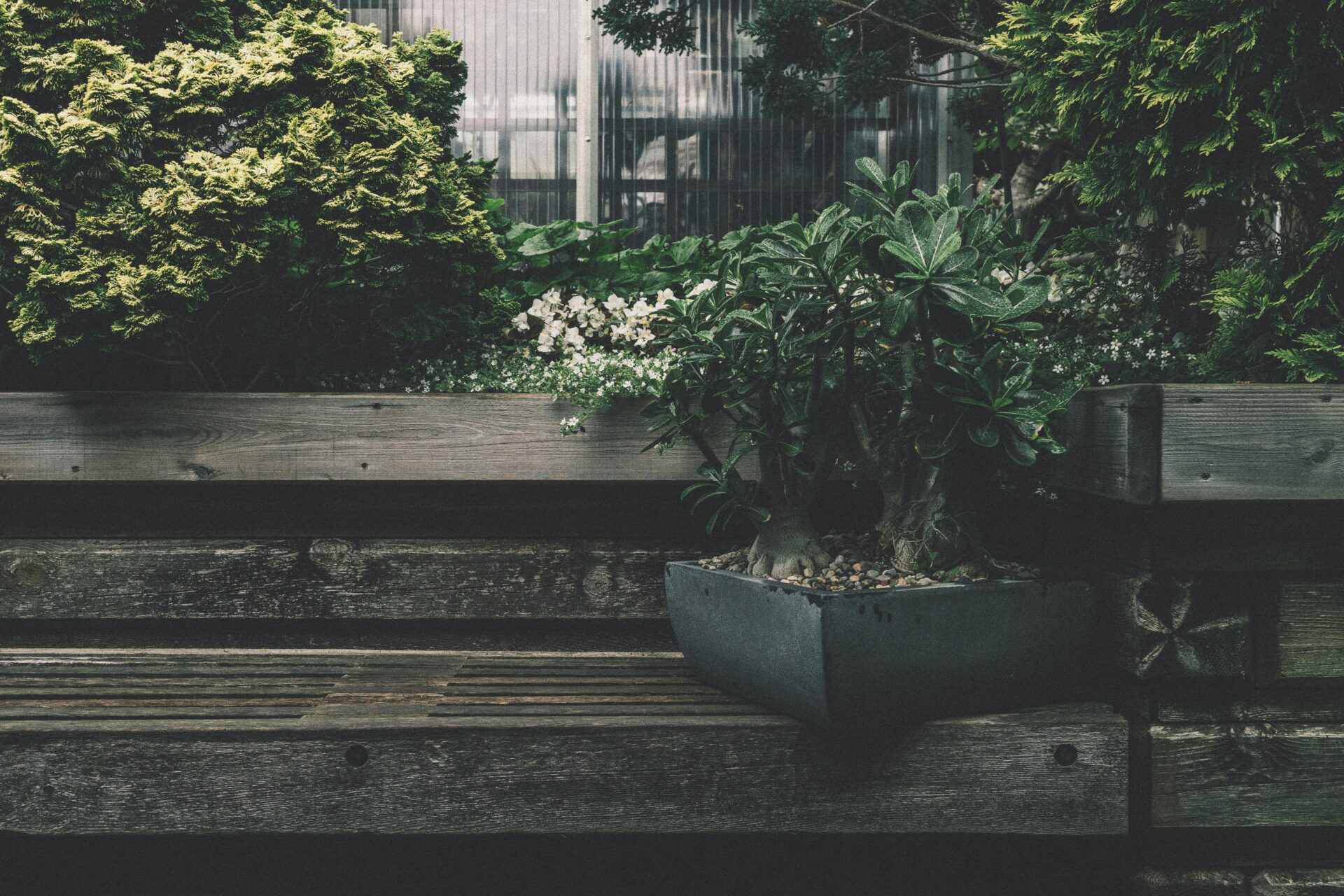 Biophilia at Home: Designing Interiors That Imitate the Intelligence of Nature