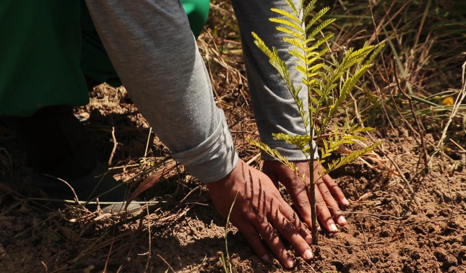 Healing the Planet: How Reforestation Reverses Environmental Degradation