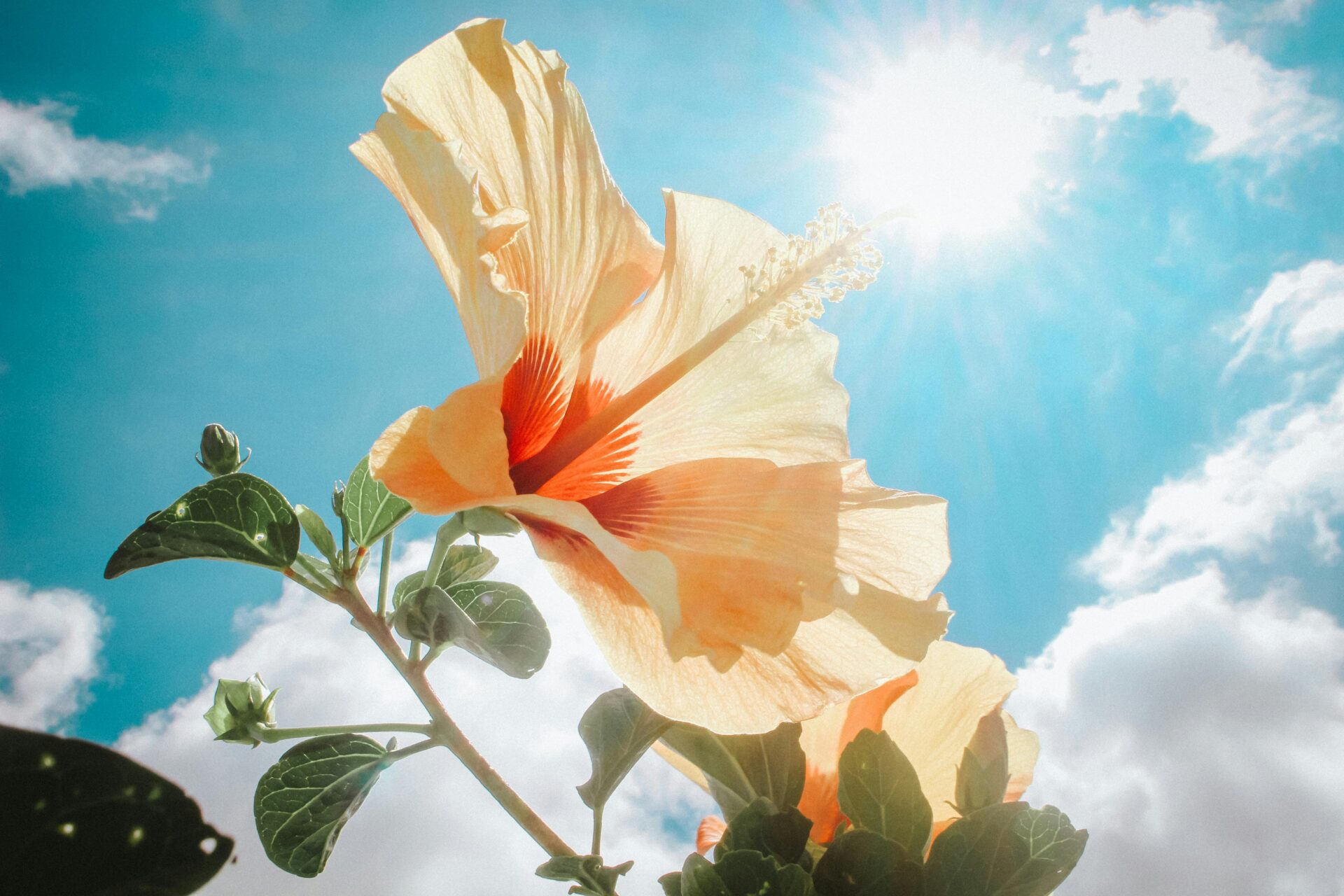 How Flowers Teach Patience in Traditional Asian Practices